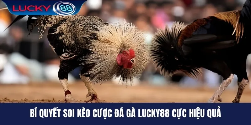 Bí quyết soi kèo cược đá gà LUCKY88 cực hiệu quả